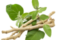 Ashwagandha KSM-66