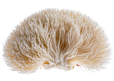 500MG ORGANIC LION'S MANE