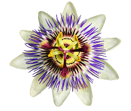 150MG PASSIONFLOWER