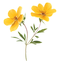 600MG DAMIANA