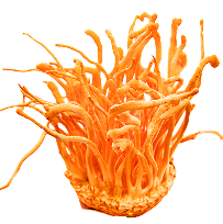 250MG ORGANIC CORDYCEPS