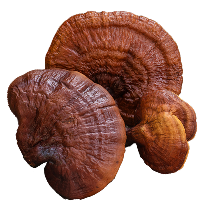 100MG REISHI MUSHROOM